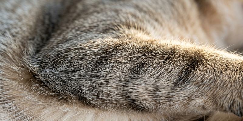 cat fur macro photograph