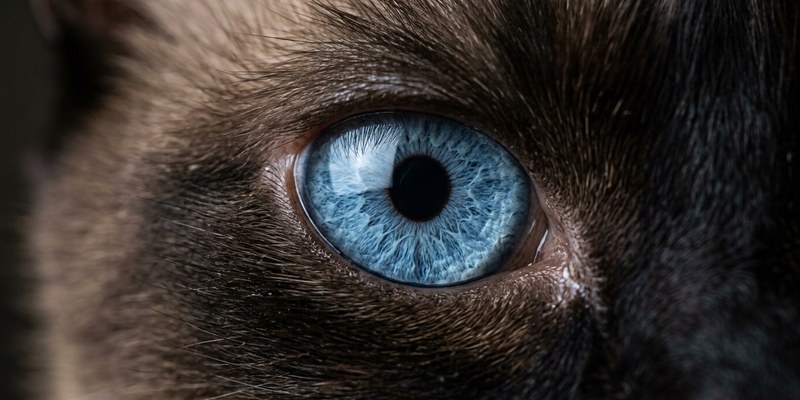 cat blue eye iris