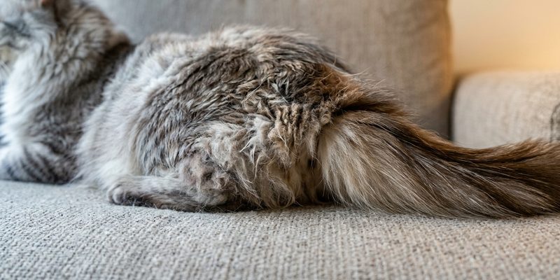 cat lying on sofa