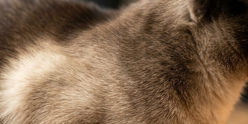 cat fur macro photograph