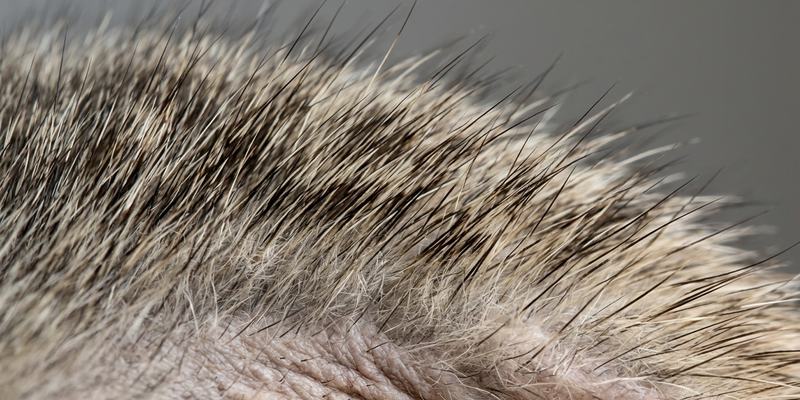 cat tabby fur macro