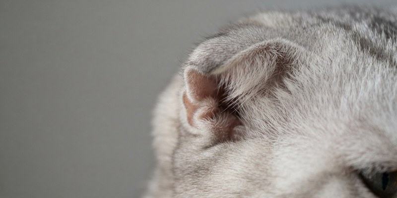 cat ear macro detail