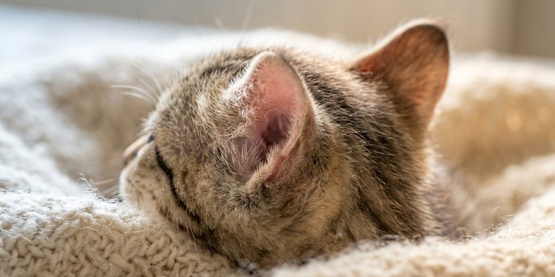 kitten head close up