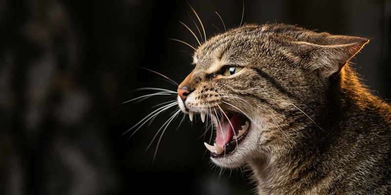 cat hissing with flattened